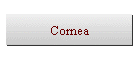 Cornea