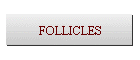 FOLLICLES